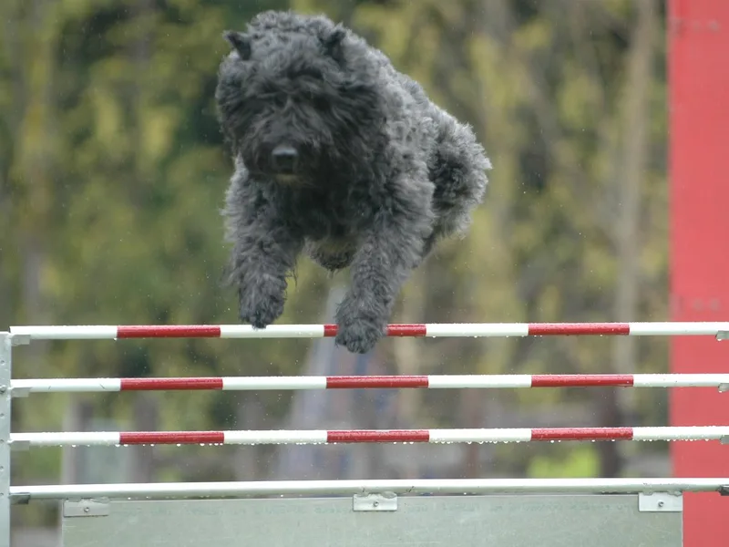 DHart Farm &amp; Kennel