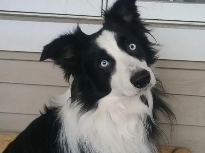 Dhumoor Border Collies