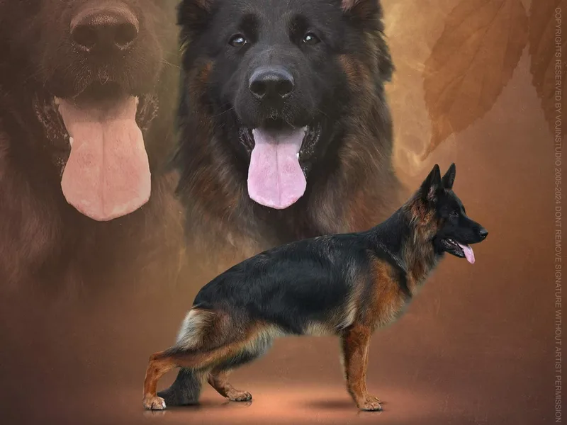 di Casa Ortiz German Shepherds