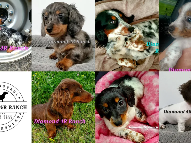 Diamond 5R Ranch AKC &amp; CKC Miniature Dachshunds