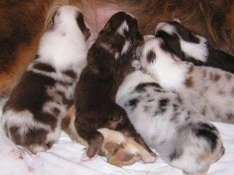 Diamond B Kennels photo 1