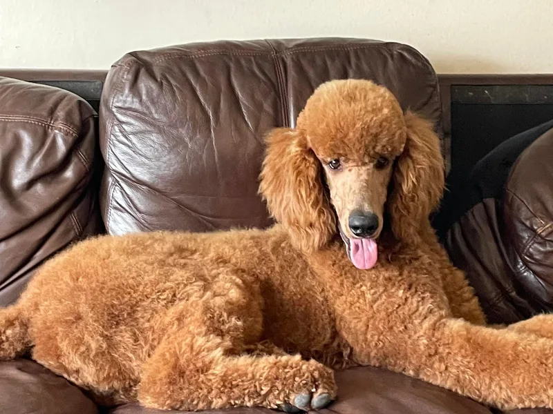 Diamond C Standard Poodles
