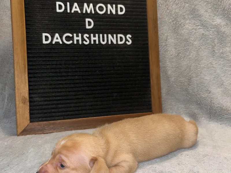 Diamond D Dachshunds