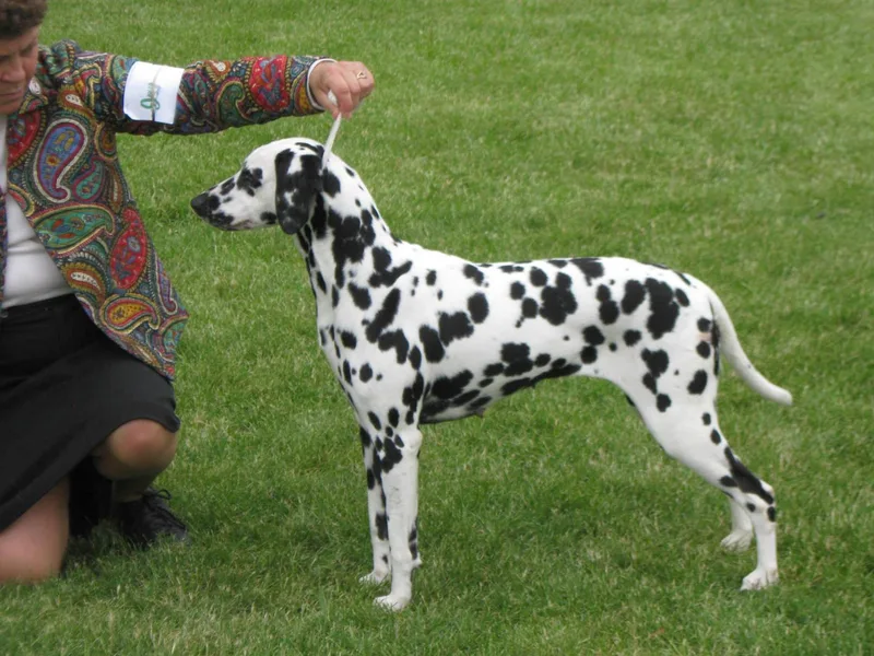 Diamond D Dalmatians