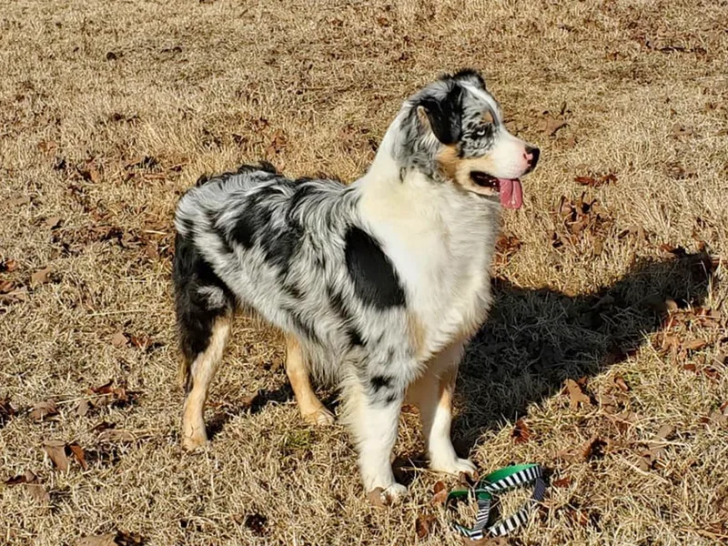 Diamond D Mini Aussies