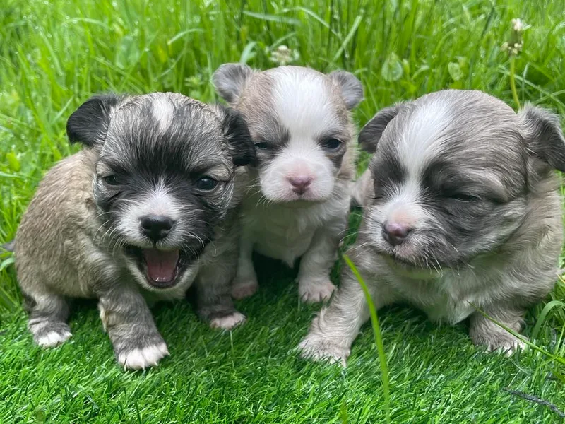 Diamond Dog Chihuahuas