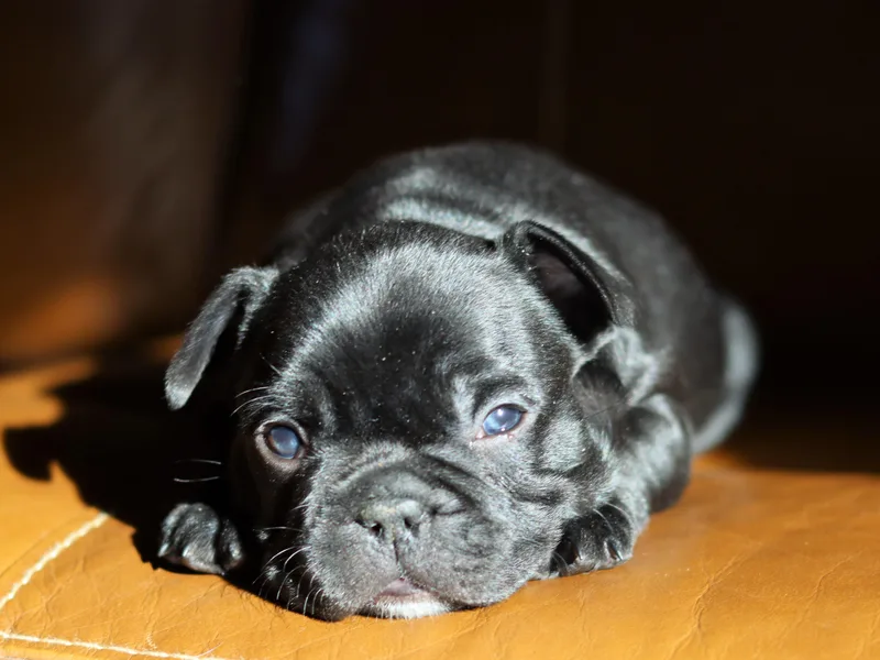 Diamond Dog Frenchies