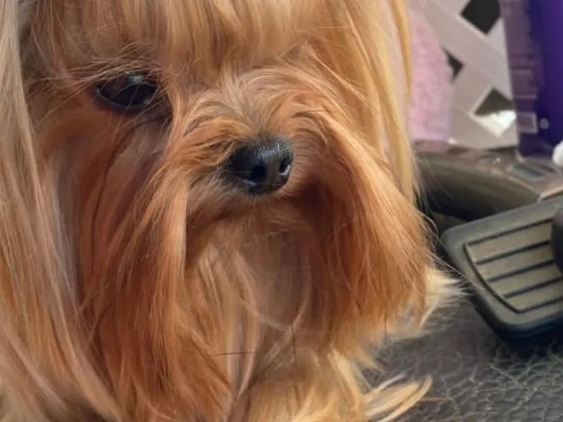 Diamond Doll Yorkies
