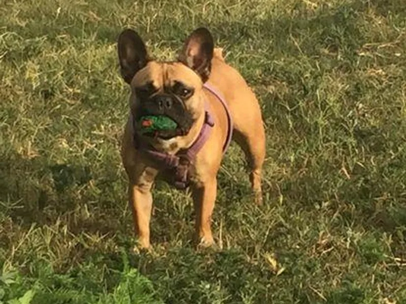 Diamond Dreams Kennel