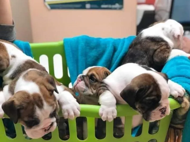 Diamond Edge Bulldogs