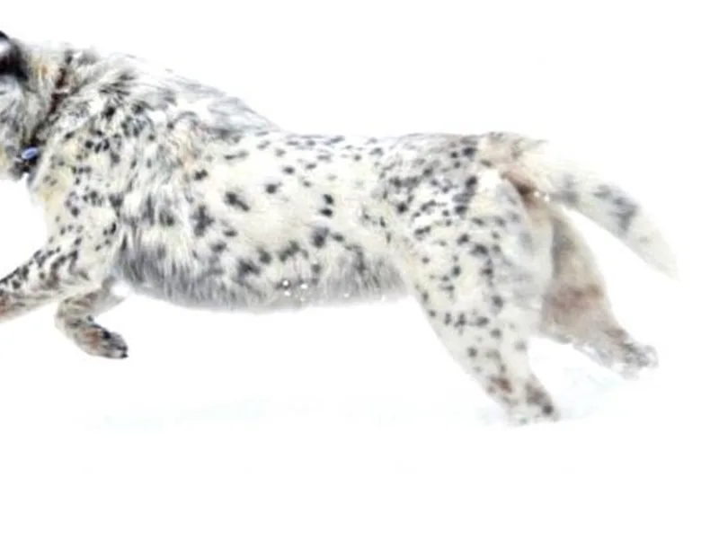 Diamond Falls Cattle Dogs