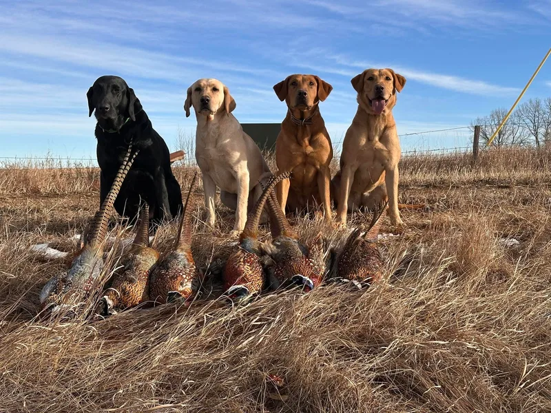 Diamond Flush Gun Dogs