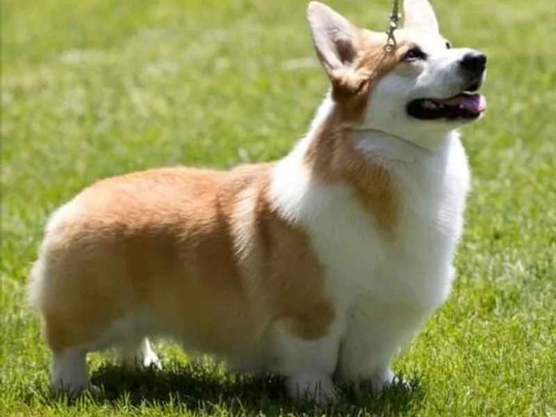 Diamond Fox Corgis