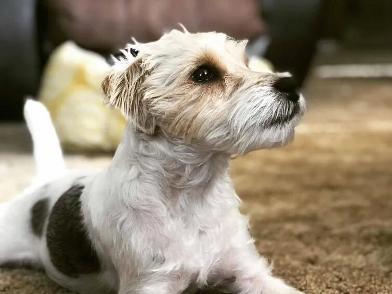 Diamond Gates Jack Russell Terriers