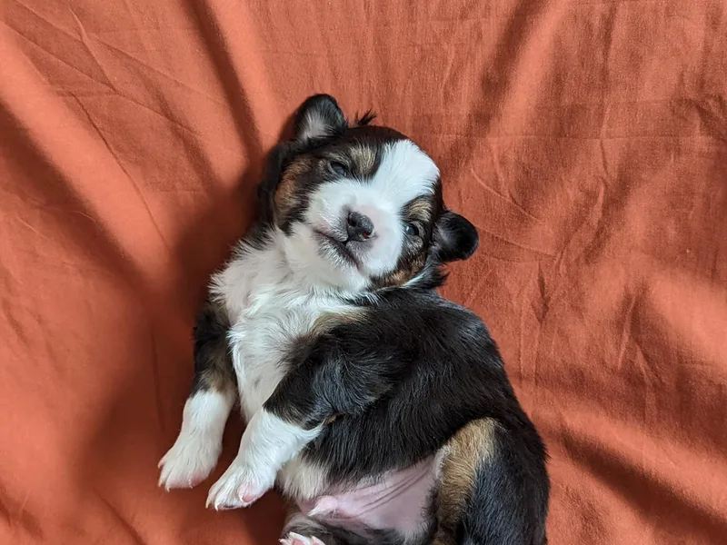 Diamond H Puppies