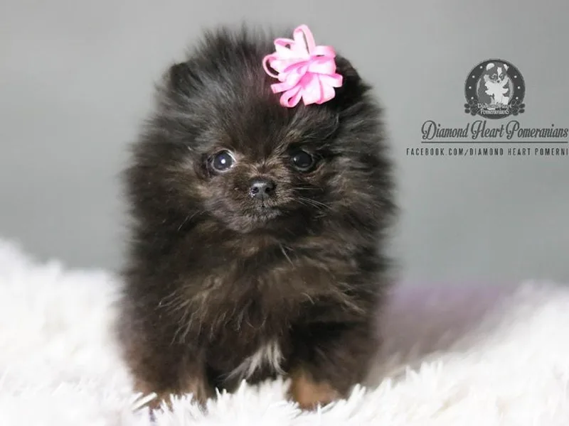 Diamond Heart Pomeranians