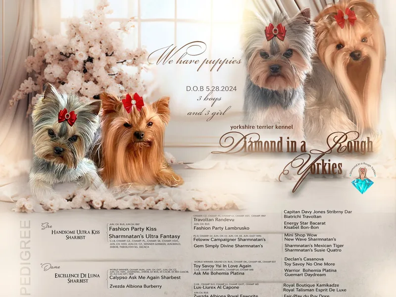 Diamond in a Rough Yorkies