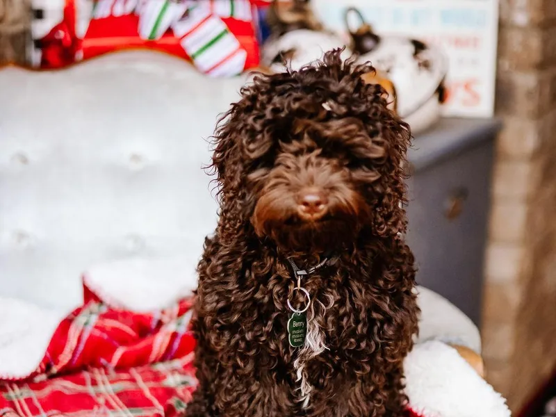 Diamond in the Ruff Doodles