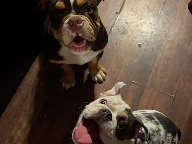 Diamond M English Bulldogs