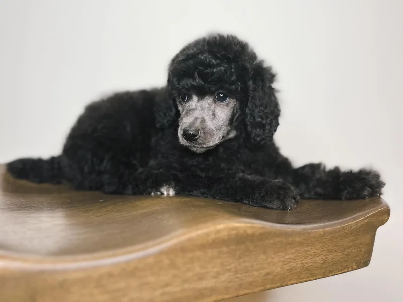 Diamond M Poodles and Doodles