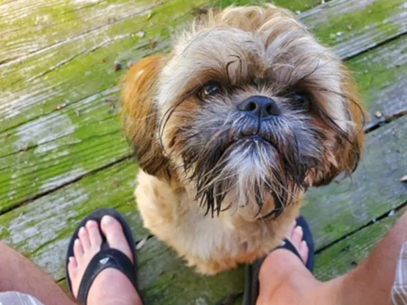 Diamond Mountain Shih Tzus