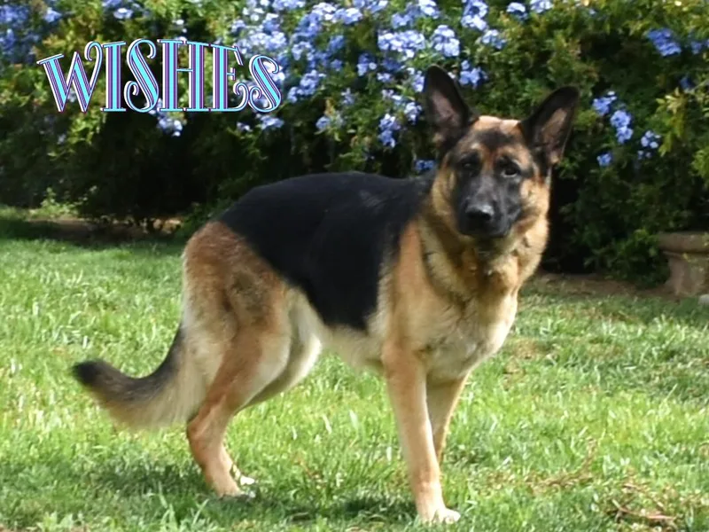 Diamond Oaks German Shepherds
