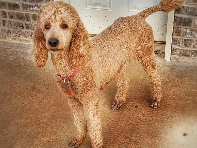 Diamond Oaks Retrievers