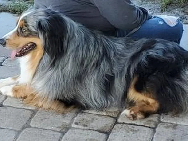 Diamond P Australian Shepherds