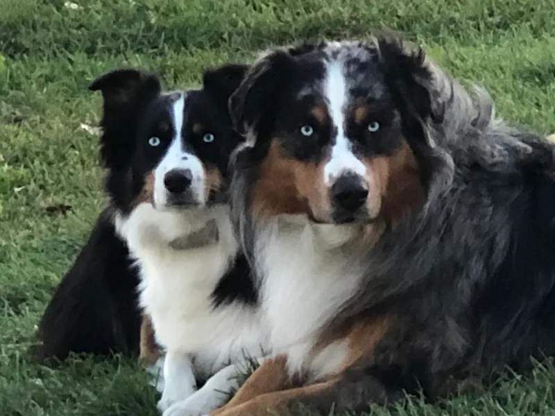 Diamond Ridge Aussies