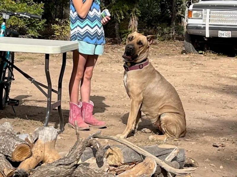 Diamond Ridge Cane Corsos