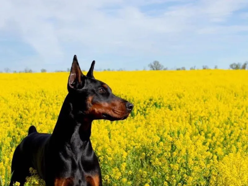 DIAMOND RIDGE DOBERMANS