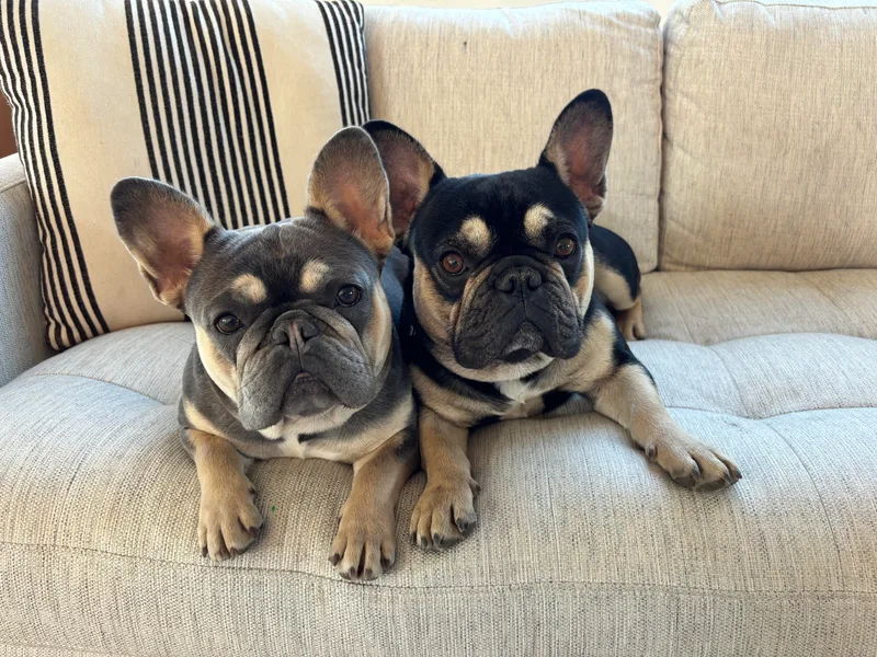 Diamond Ridge French Bulldogs