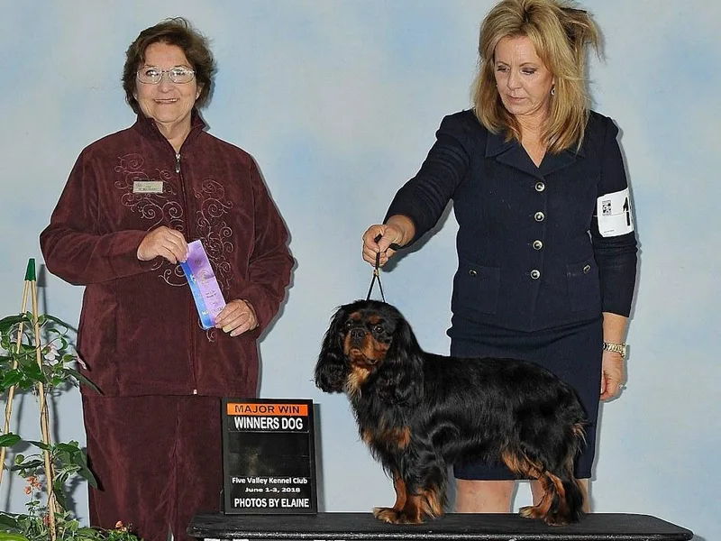 Diamond Rose Cavalier LLC