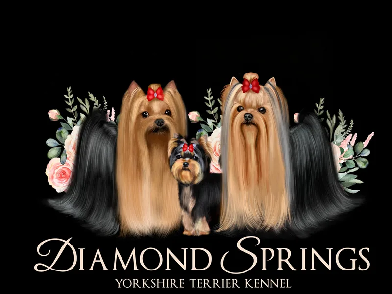 Diamond Springs Boutique