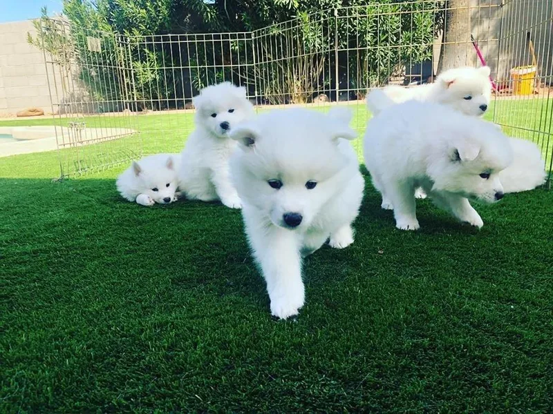 Diamond Star Samoyeds