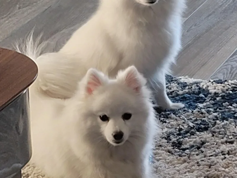 Diamond Storm Eskies