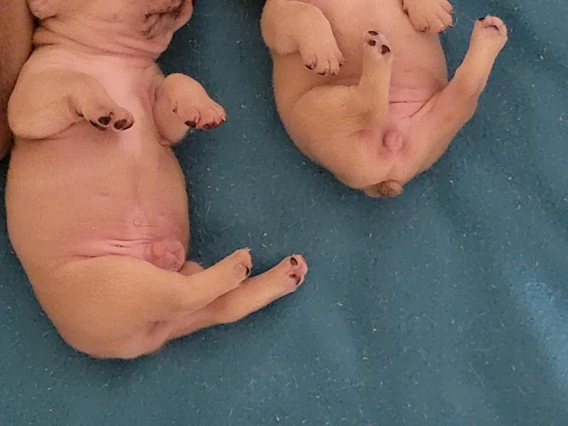Diamond Trixies French Bulldogs