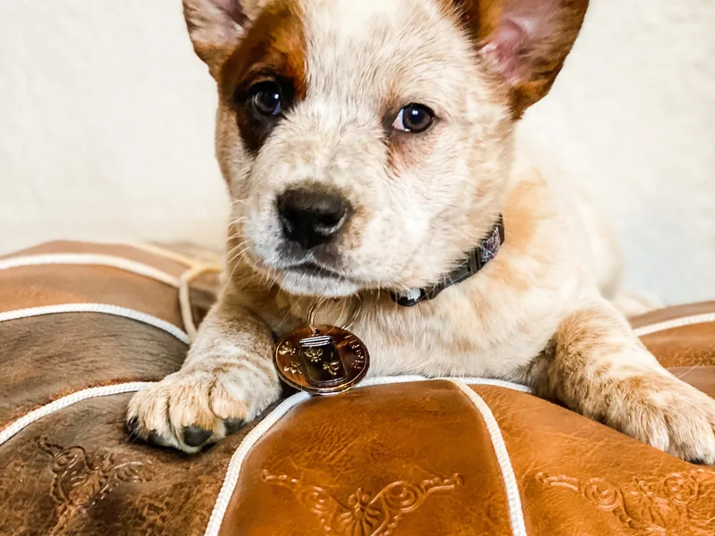 Diamond U Doodles &amp; True Grit Stockdogs