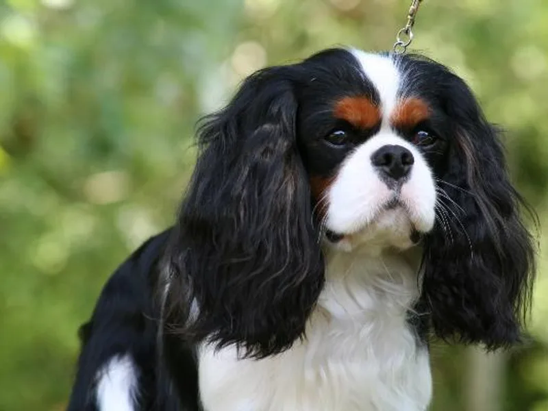 Diamond Valley Ranch