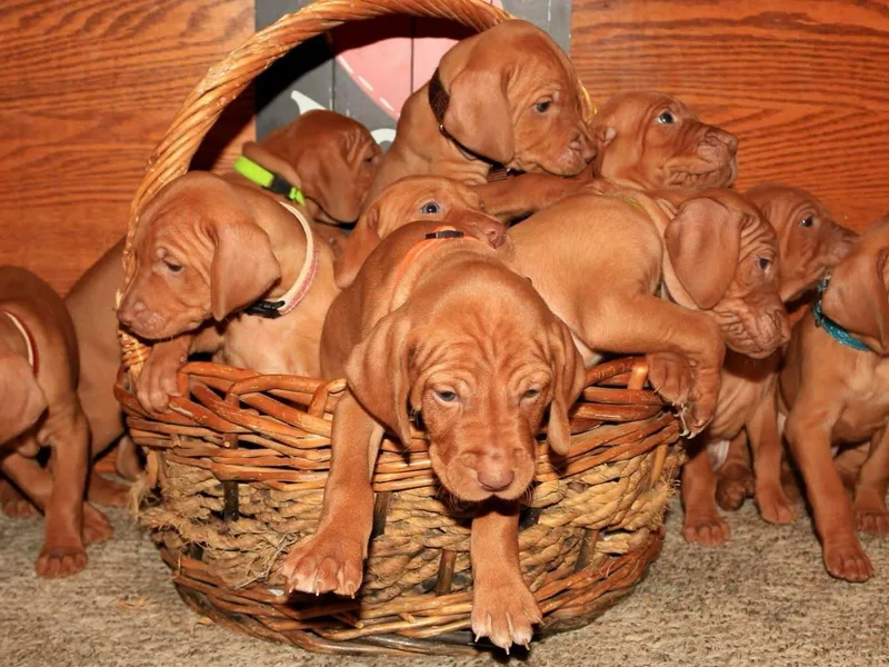 Diamond Vizslas