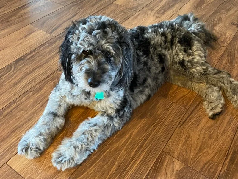 Diamond Willow Doodles