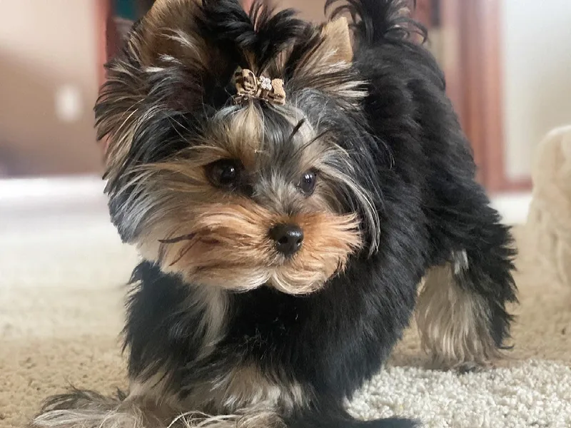 Diamond Yorkshire Terriers