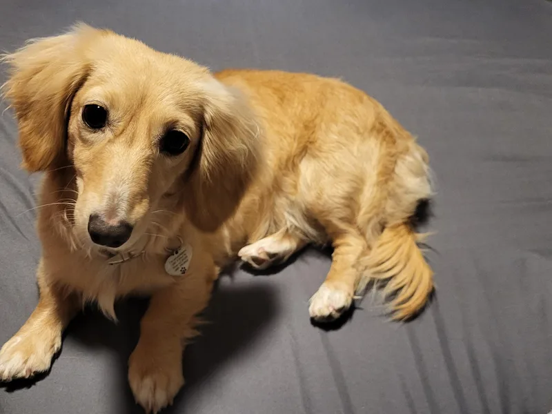 Diamondback Doxie photo 1