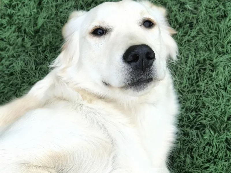 Diamondback Golden Retrievers