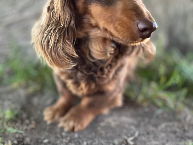 Diamondline Doberman