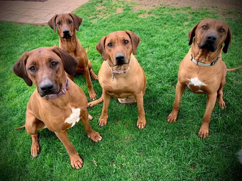 Diamonds In The Ruff Kennels