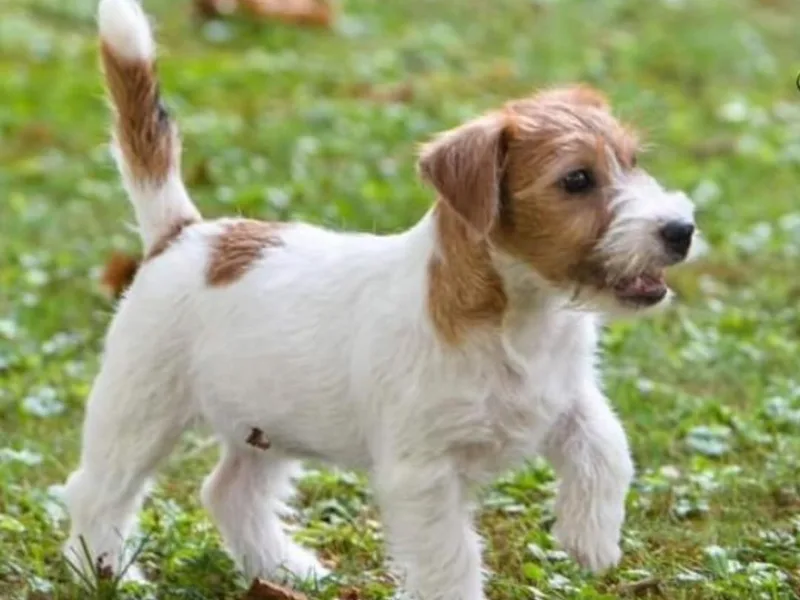 Diamonds Jack Russells