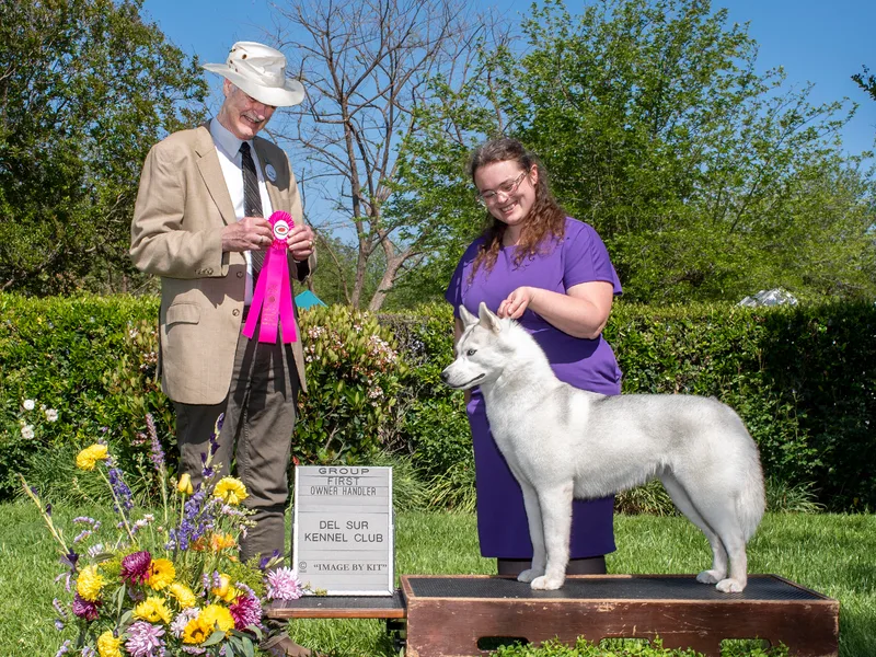 Diamondust Siberians