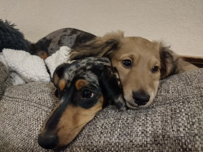 Diana's Dachshunds CKC certified!
