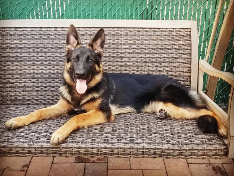 Diana's German Shepherds